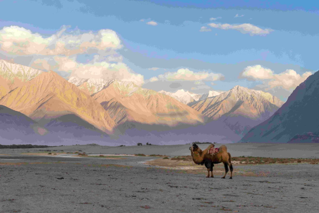 nubra