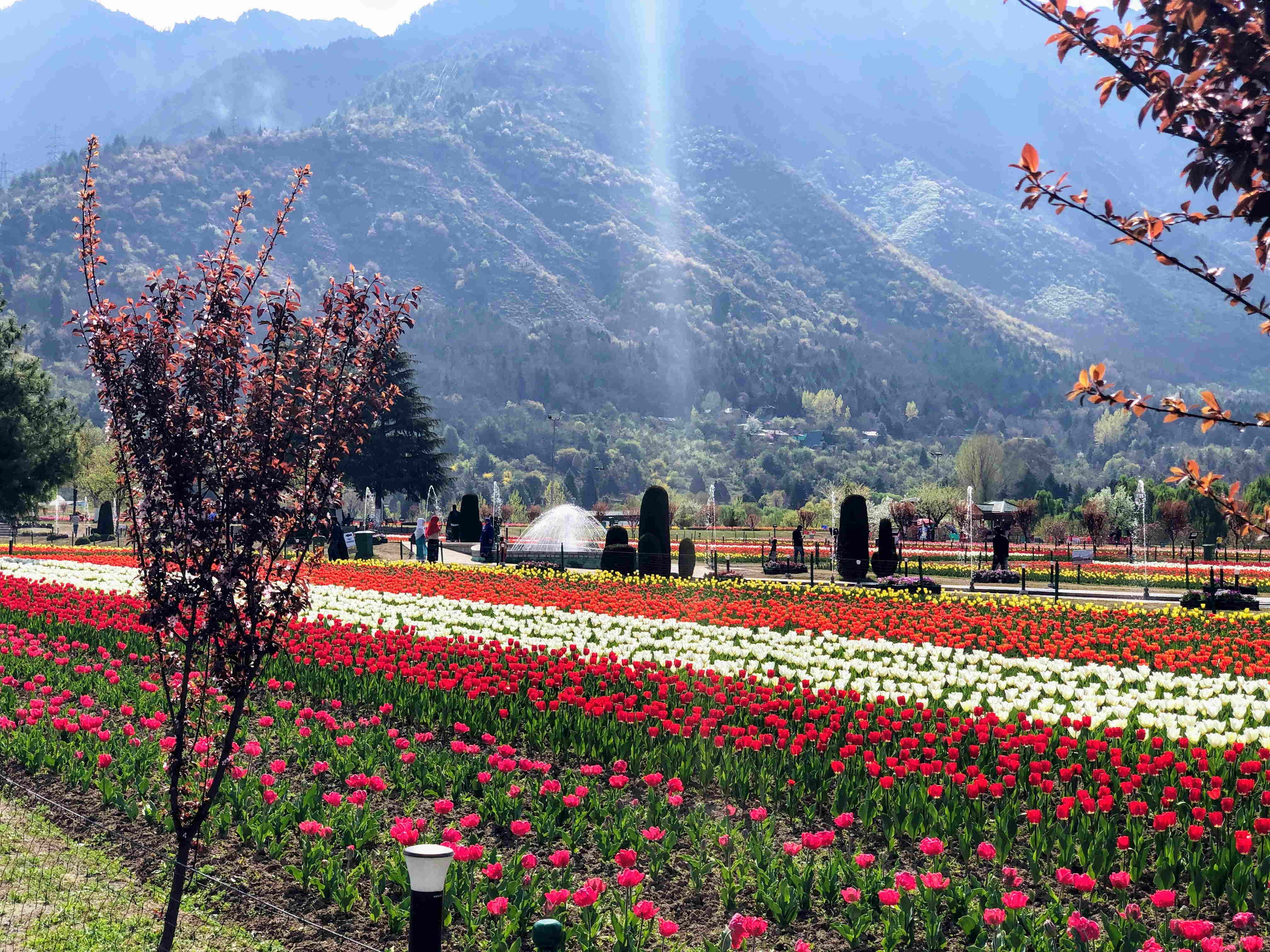 tulip garden