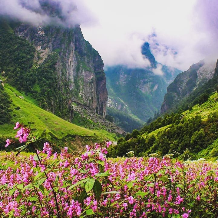 Valley of flowers