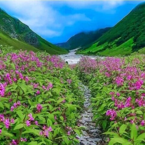 valley-of-flowers-1